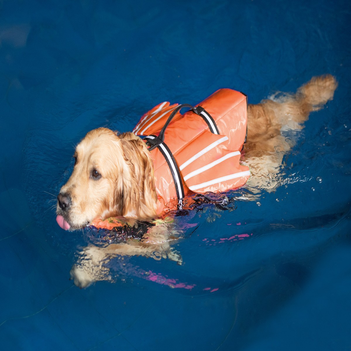 Rompi Pelampung Anjing dengan  - Life Jacket ulasan dan harga